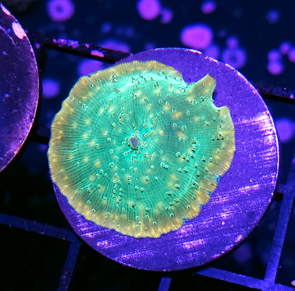 Empire Gold Rim Mushroom