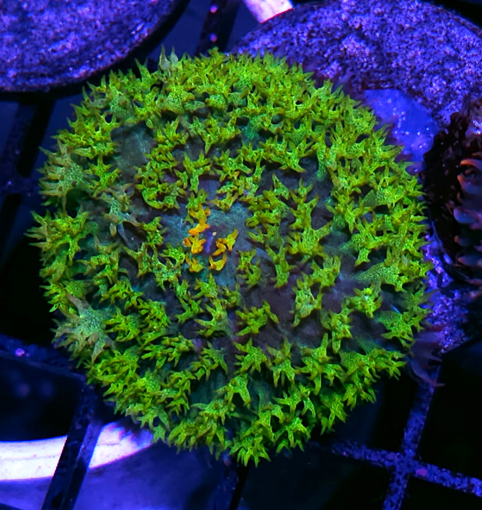 Rainbow Center Lemongrass St Thomas Mushroom
