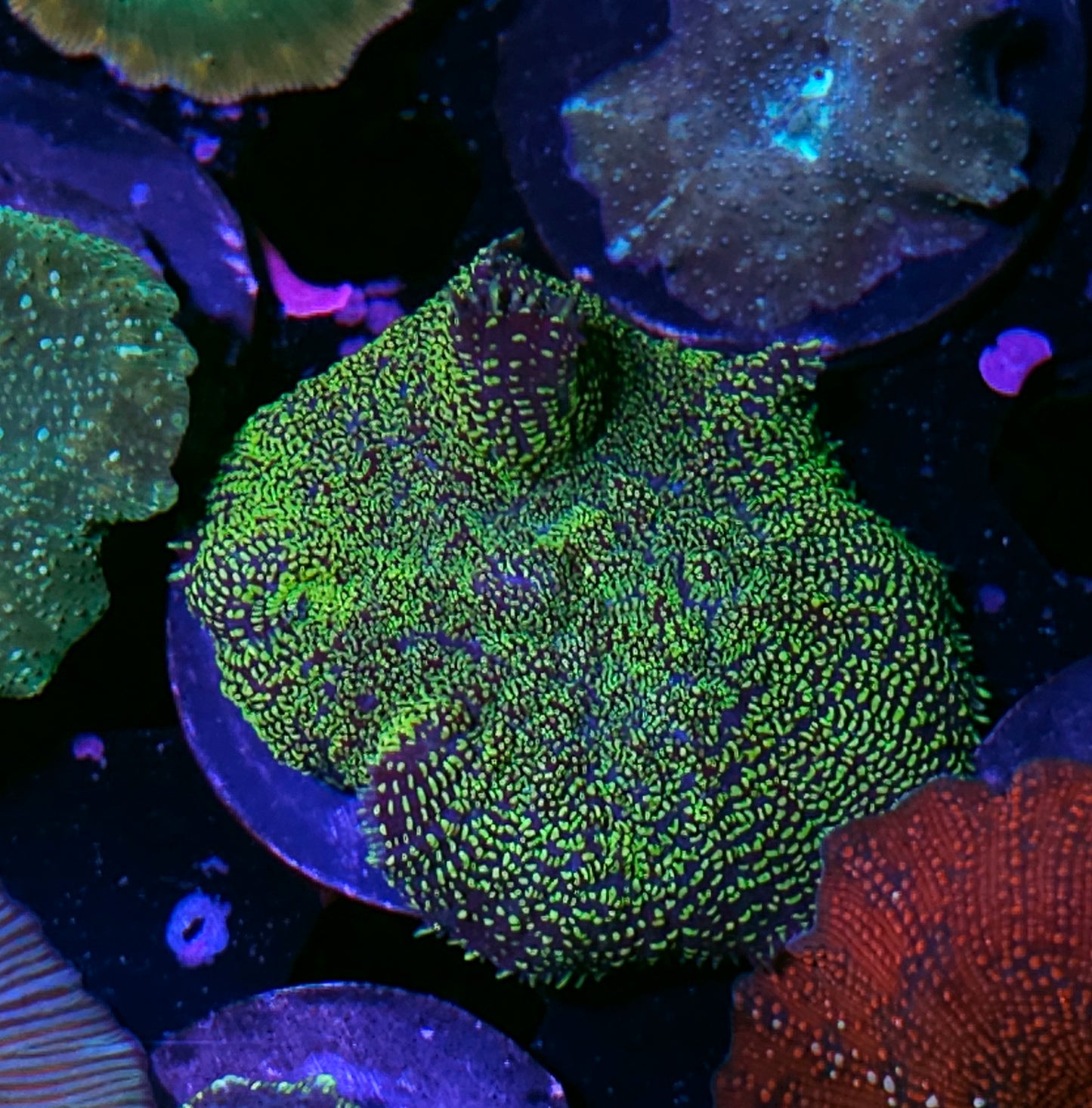 2.5" Snap Crackle and Pop Mushroom