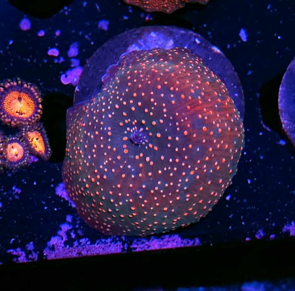 Cosmo Interstellar Mushroom