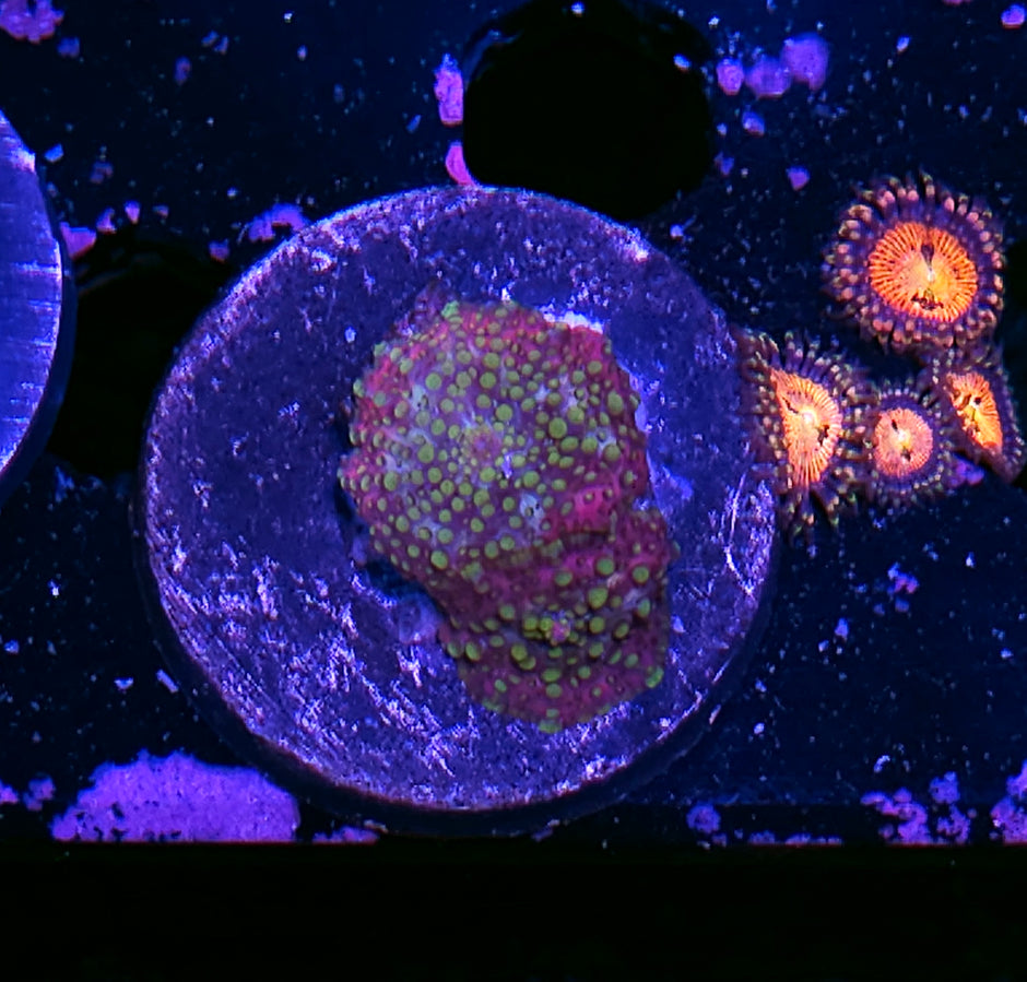 Lava Lamp Mushrooms