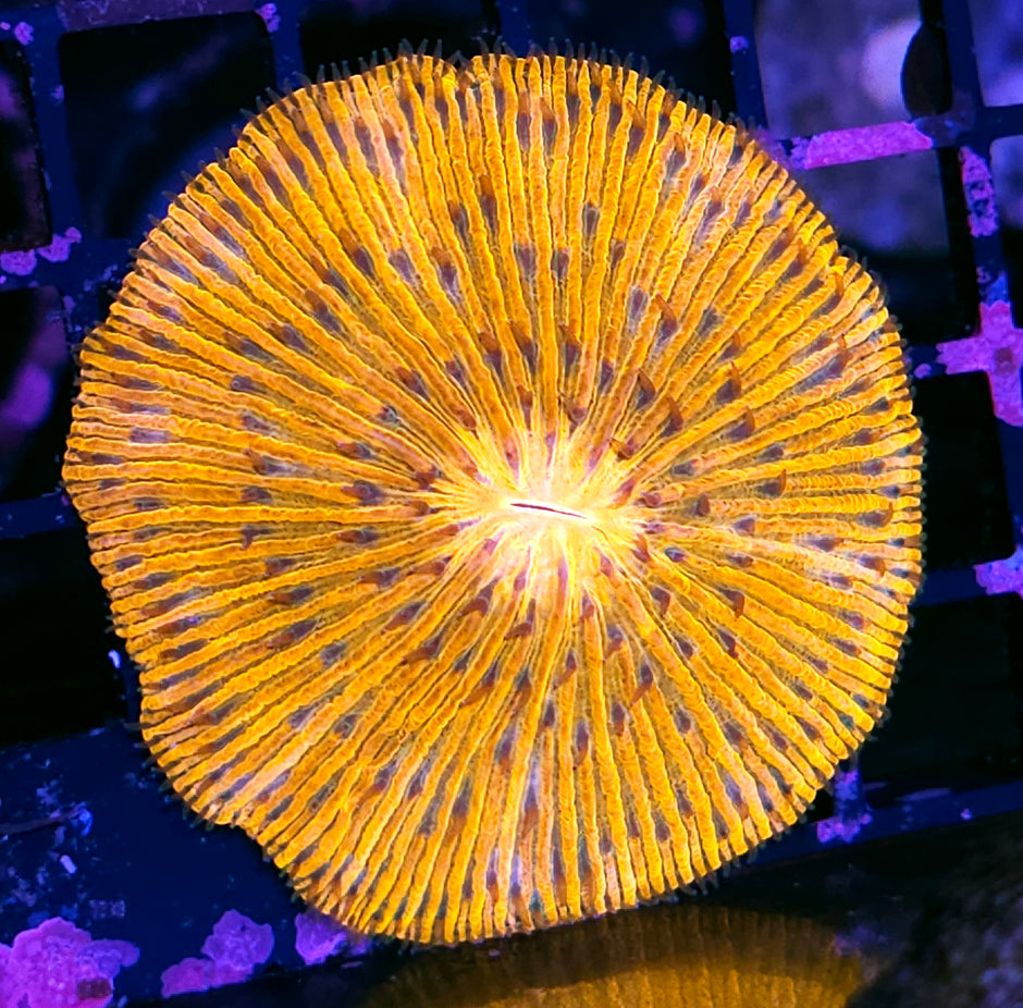 Tangerine Fungia Plate