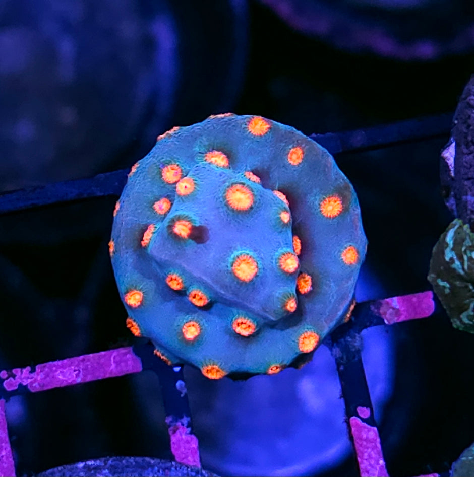 Meteor Shower Cyphastrea