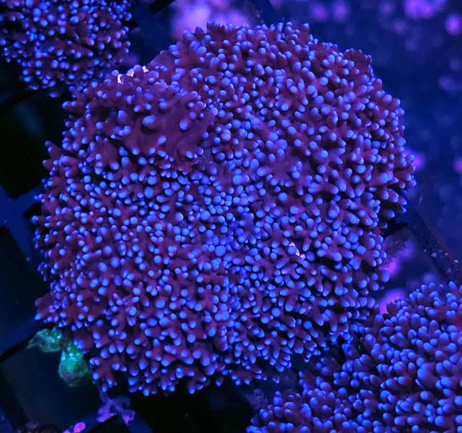 3" Blue Moon Carpet Mushroom