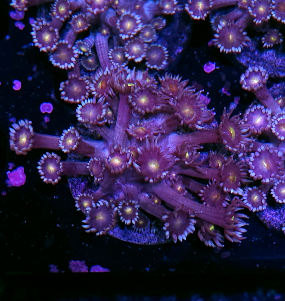 Stargazer Goniopora