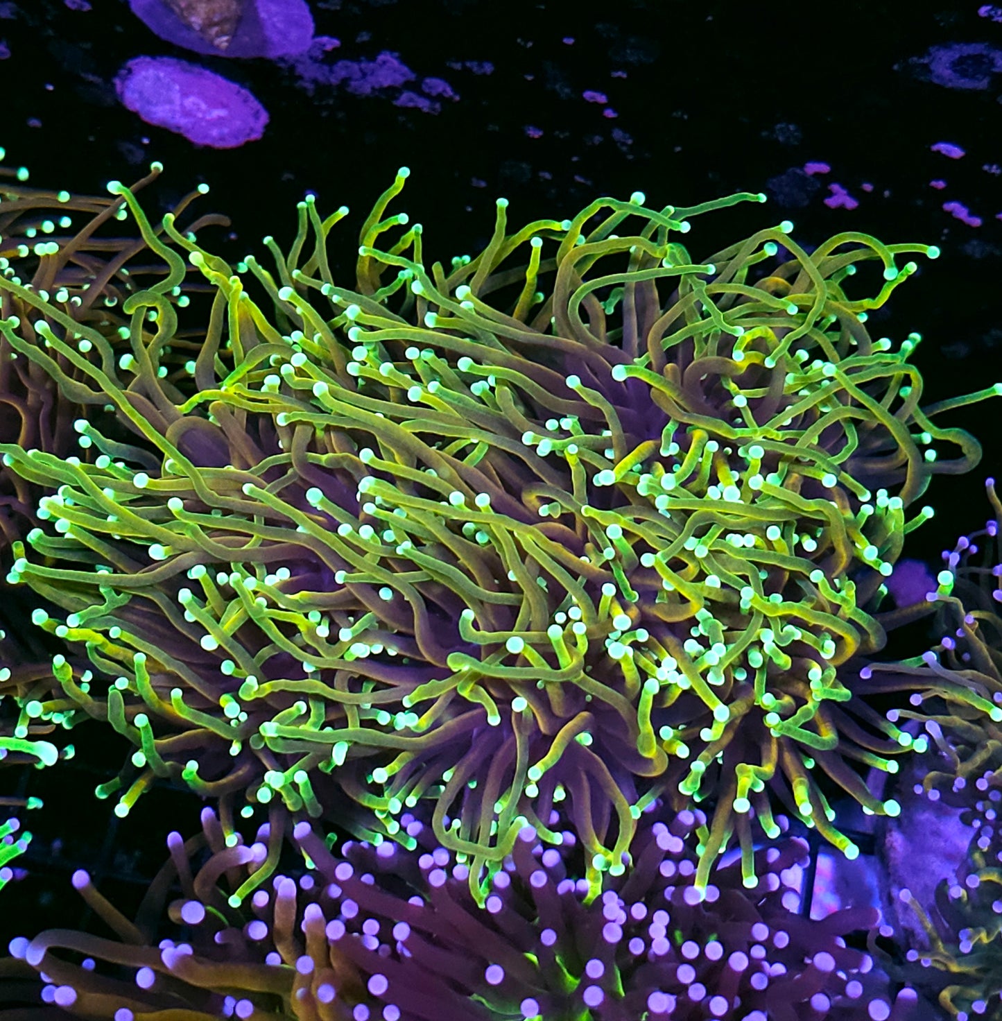 Approx 6-7 Head Dragon Master Torch Colony