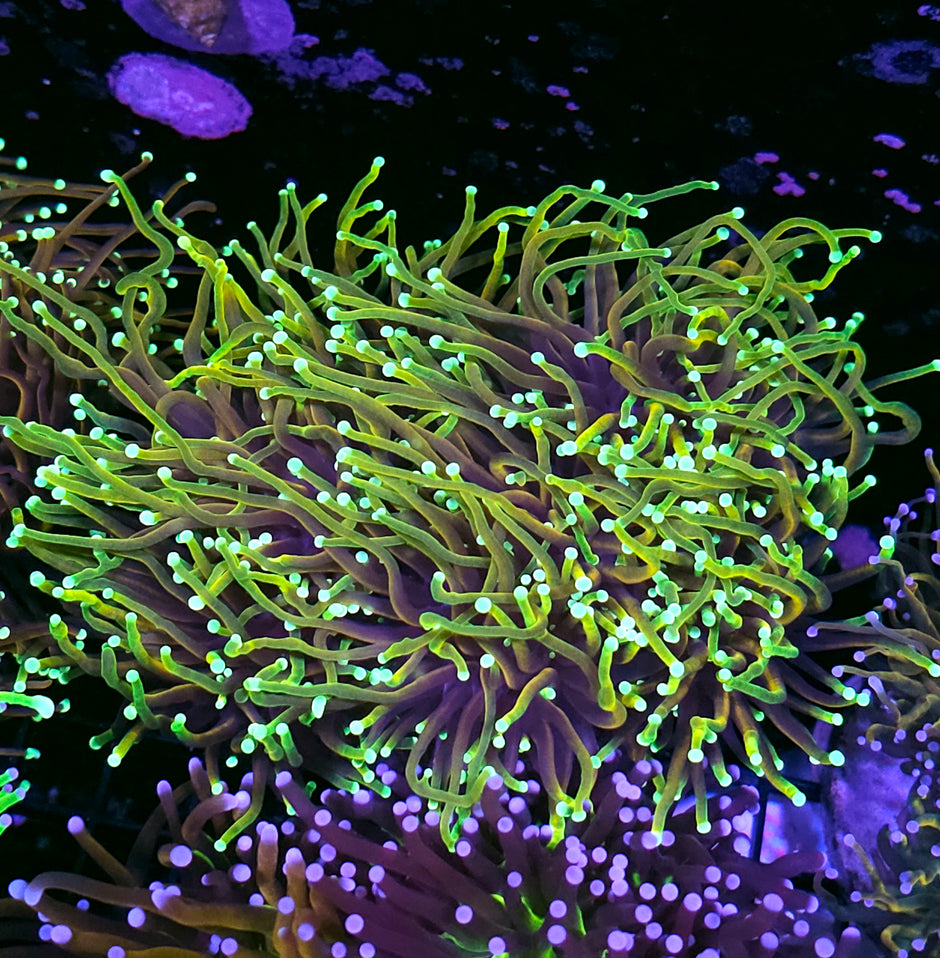 Approx 6-7 Head Dragon Master Torch Colony