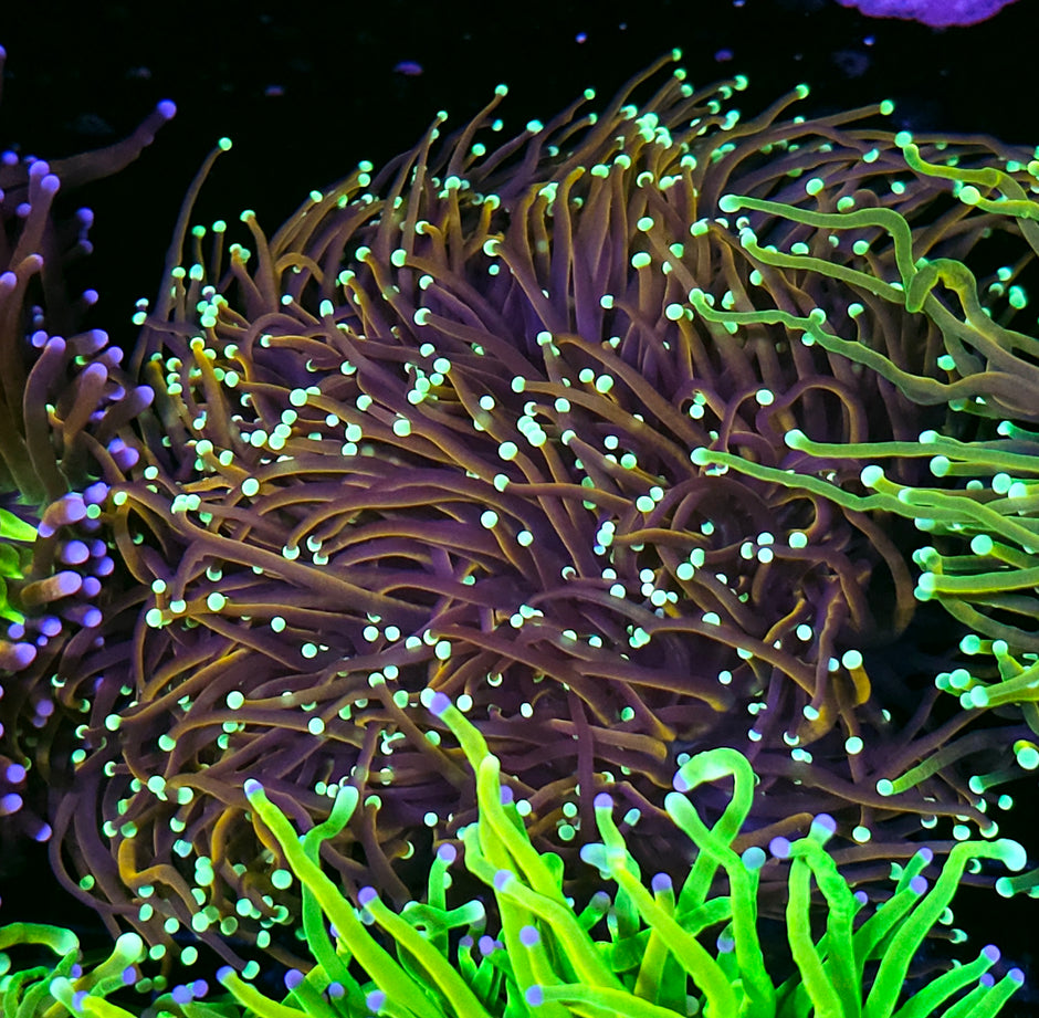 Approx 6-7 Head Hellfire Torch Colony