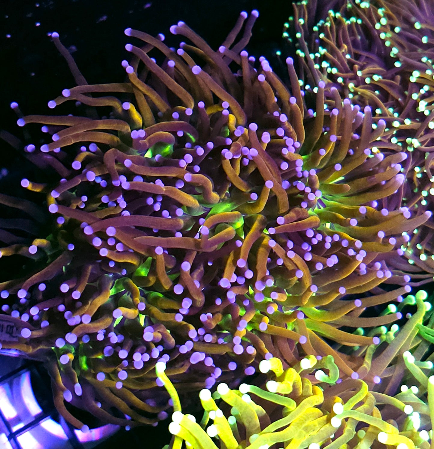 Approx 5-6 Head Tigernana Torch Colony