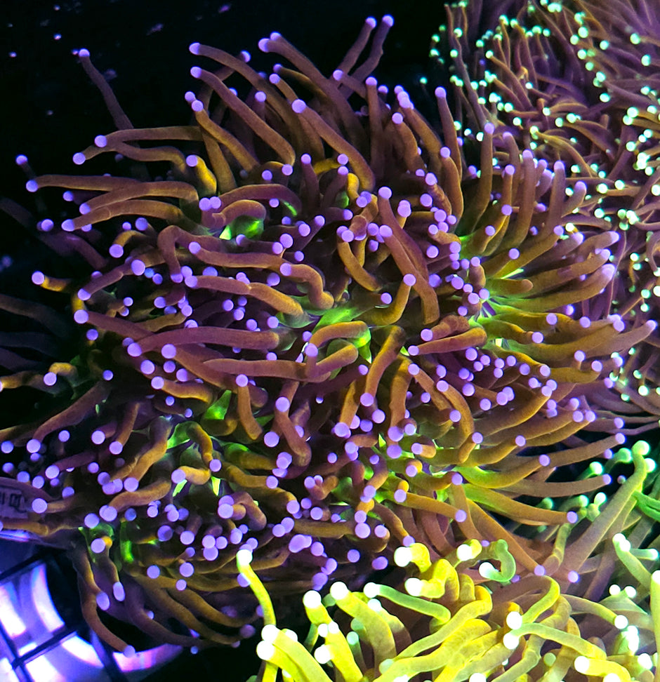 Approx 5-6 Head Tigernana Torch Colony
