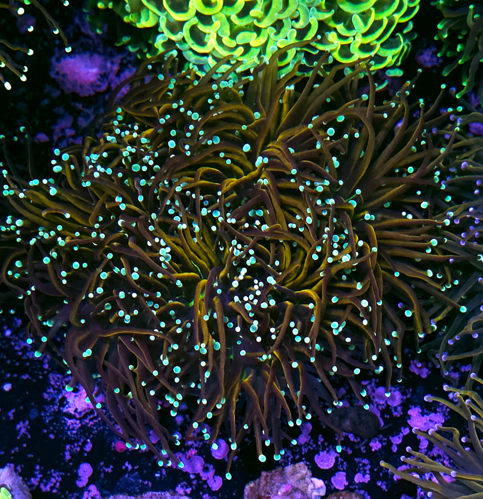 Approx 6-7 Head Golden Ticket Torch Colony