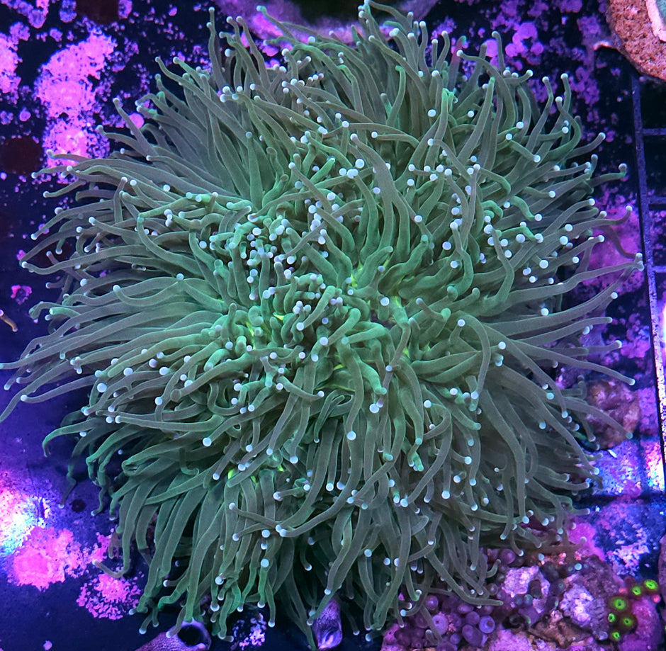 Approx 7-8 Head Mean Green Torch Colony