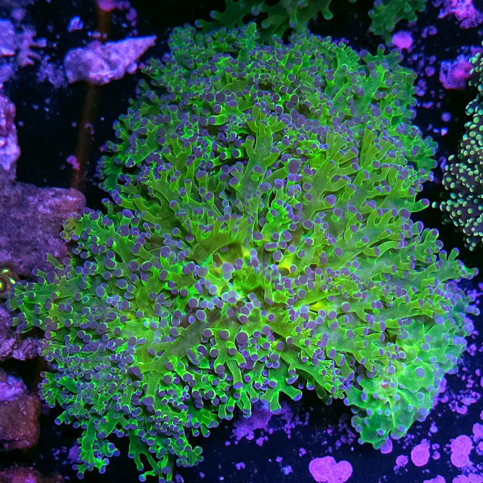 Approx 6 Head Blue Tip Frogspawn Colony