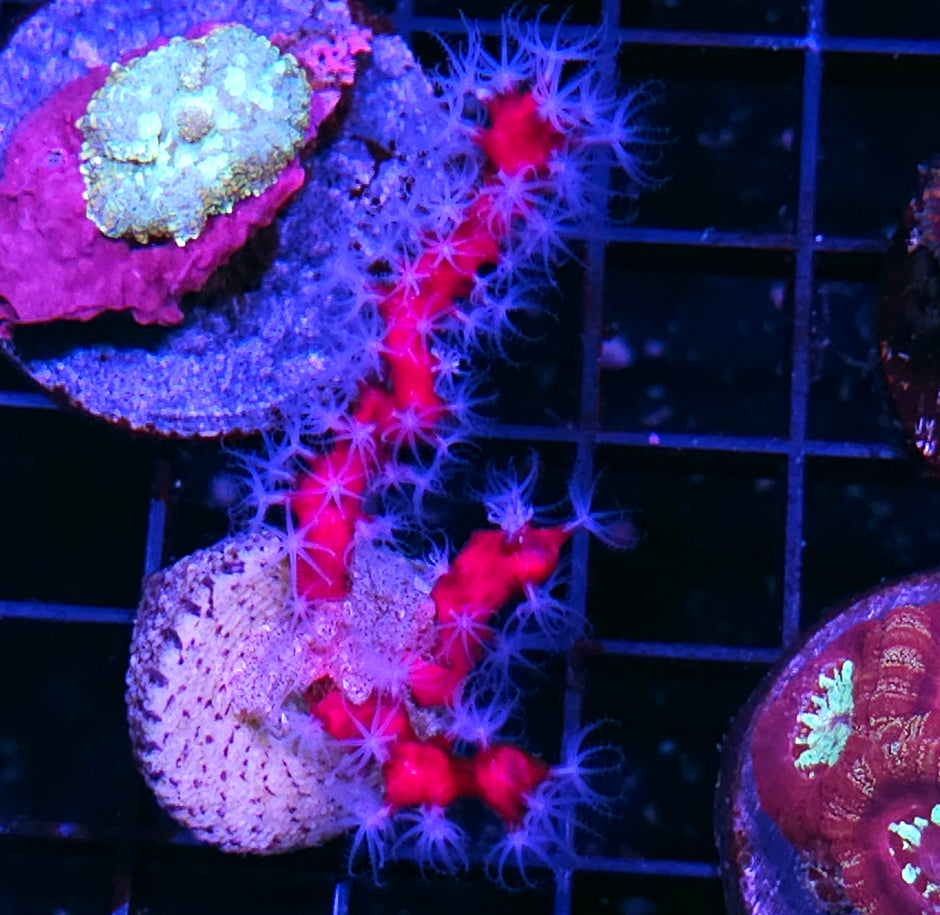 Red Stalk Gorgonia