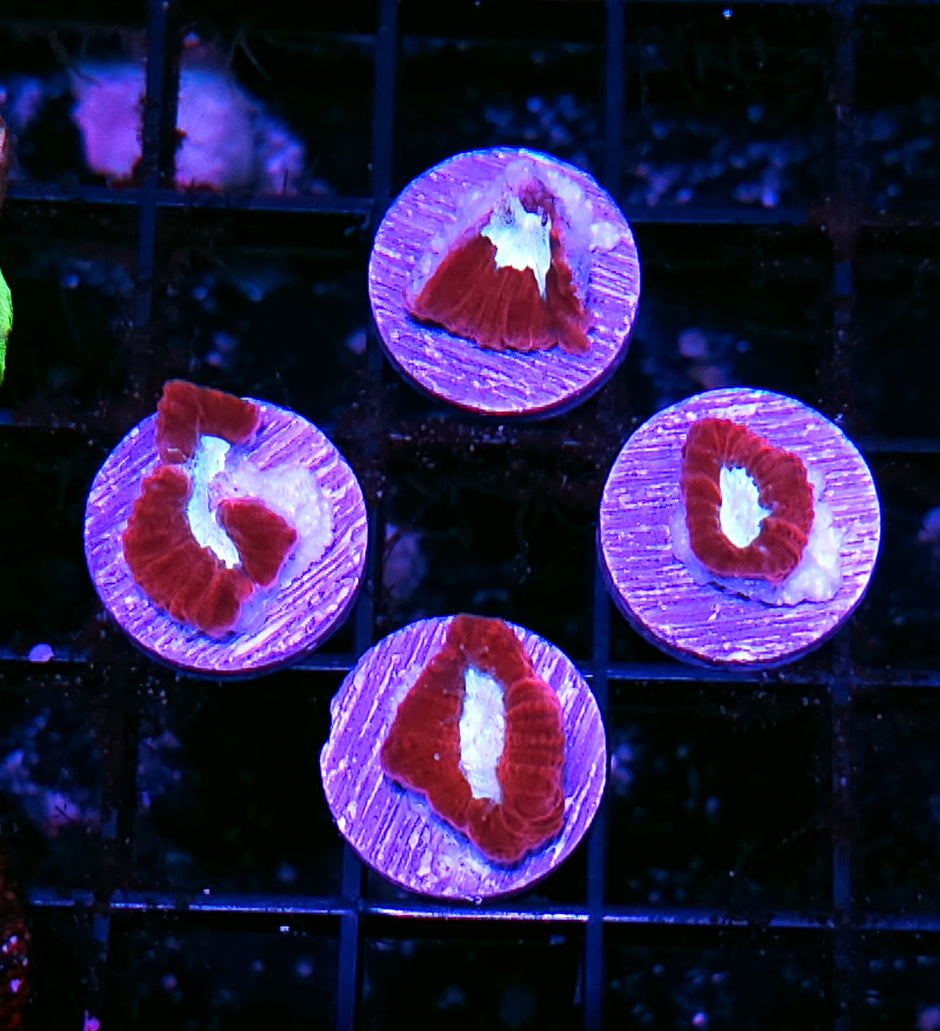 Rare Fire and Water Goniastrea NOT WYSIWYG