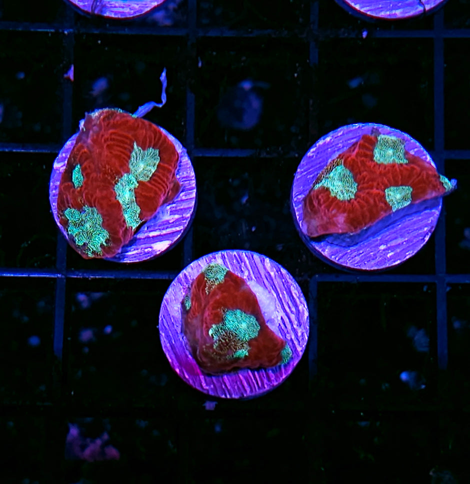 HF Glitter Fire Favia NOT WYSIWYG