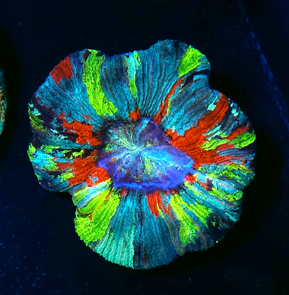 Immaculate Wellsophyllia