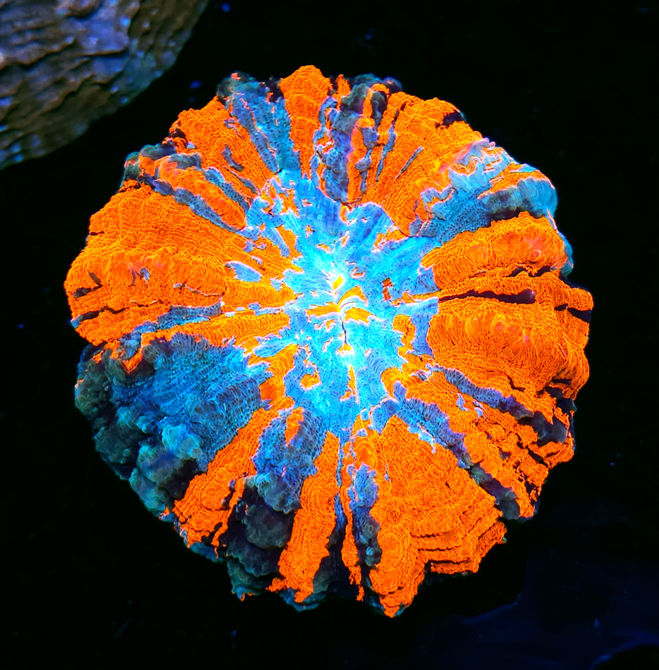Holy Freaking Moly Acanthophyllia