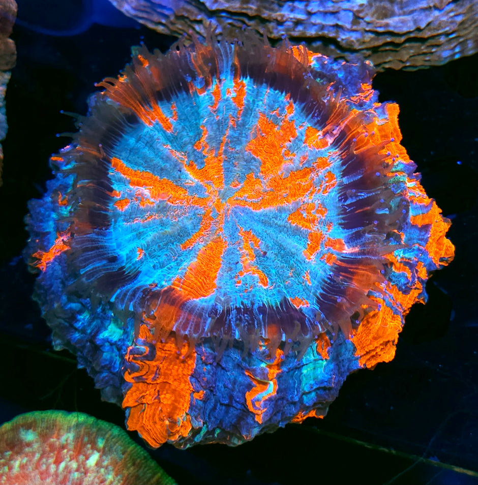 Insanity Acanthophyllia
