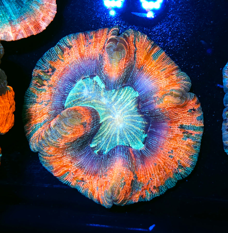Insane Rainbow Wellsophyllia