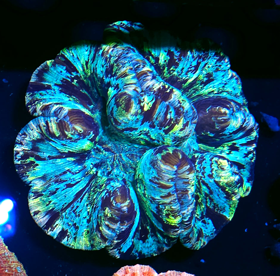 Insane Rainbow Wellsophyllia