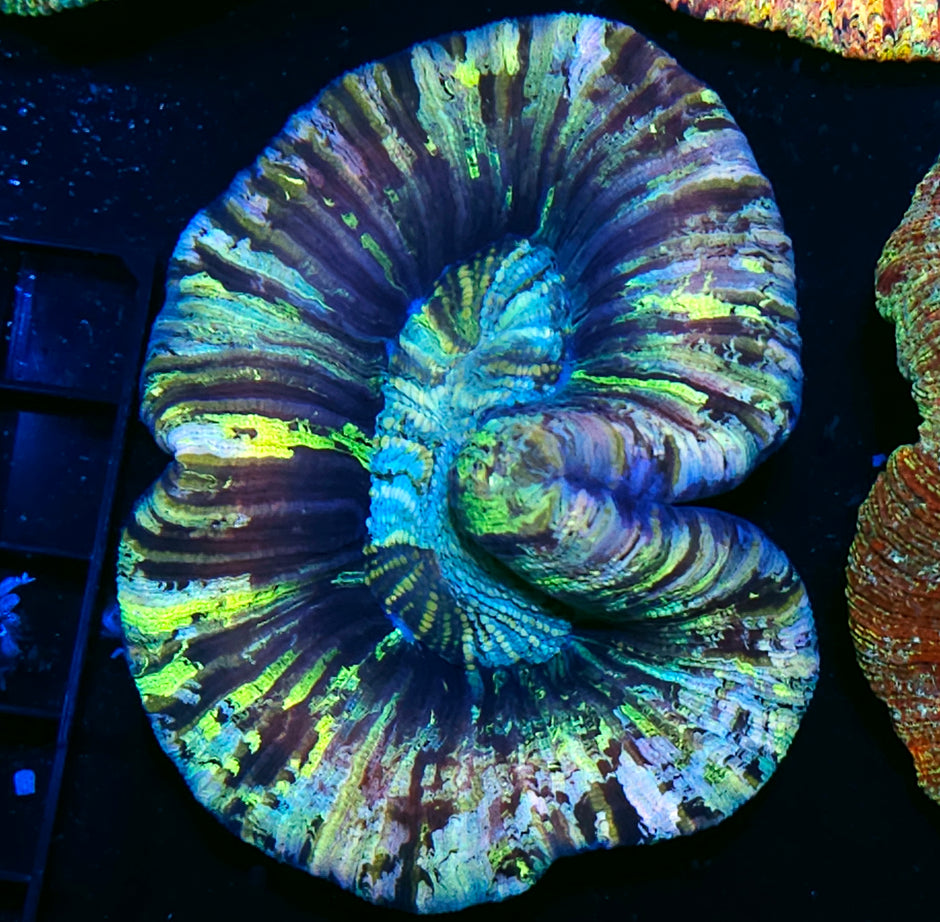 Crazy Rainbow Wellsophyllia
