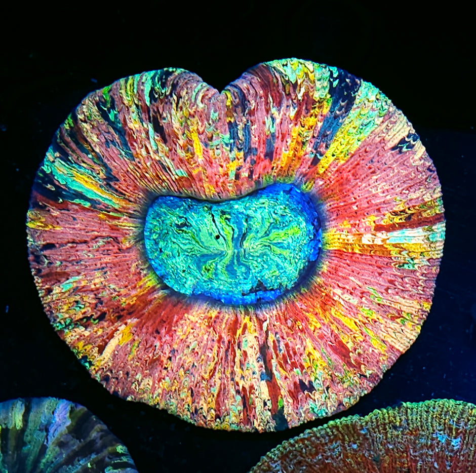 Craziest Rainbow Wellsophyllia Ever