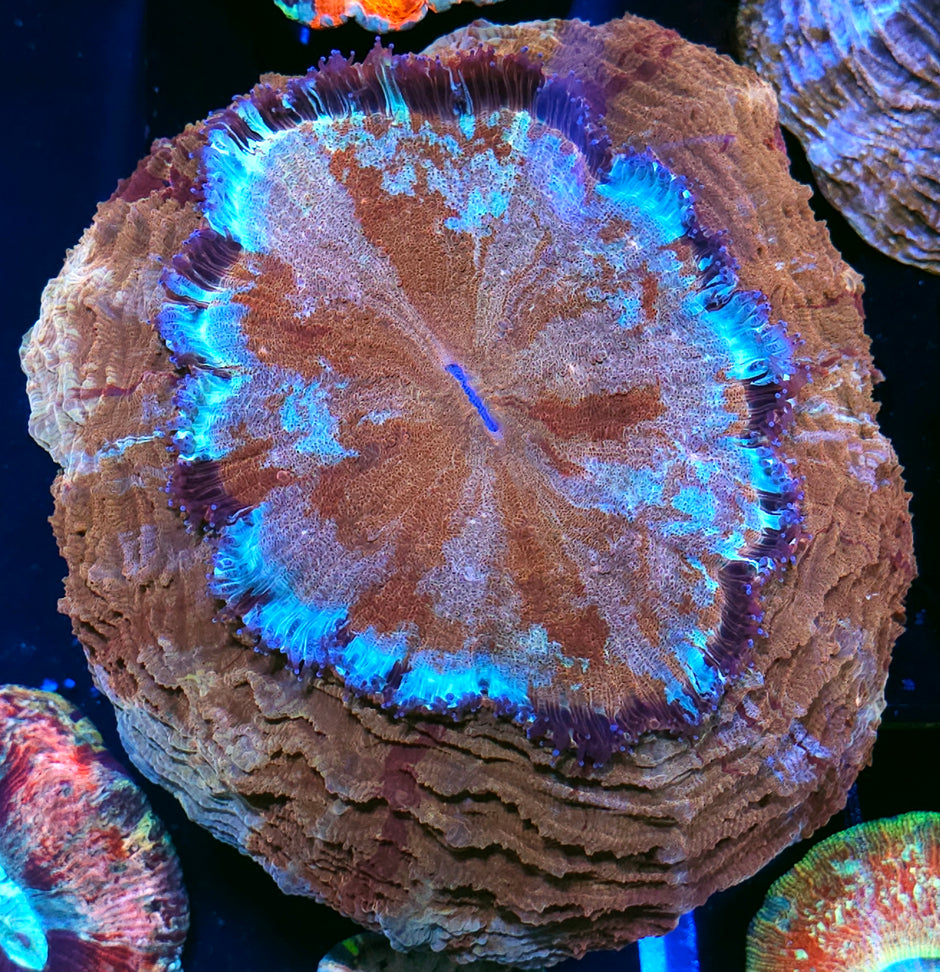 Pastel Rainbow Splatter Acanthophyllia