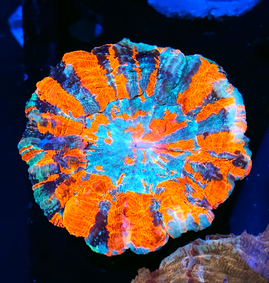Rainbow Fires Acanthophyllia