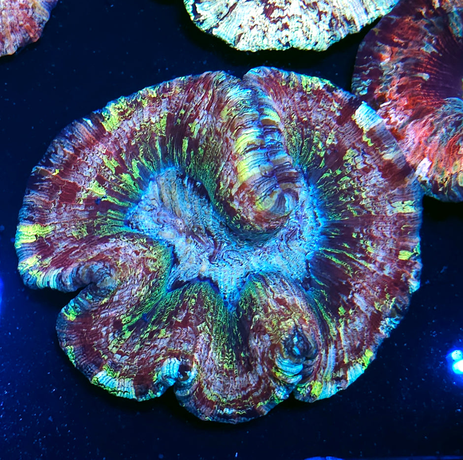 Crazy Insane Rainbow Wellsophyllia