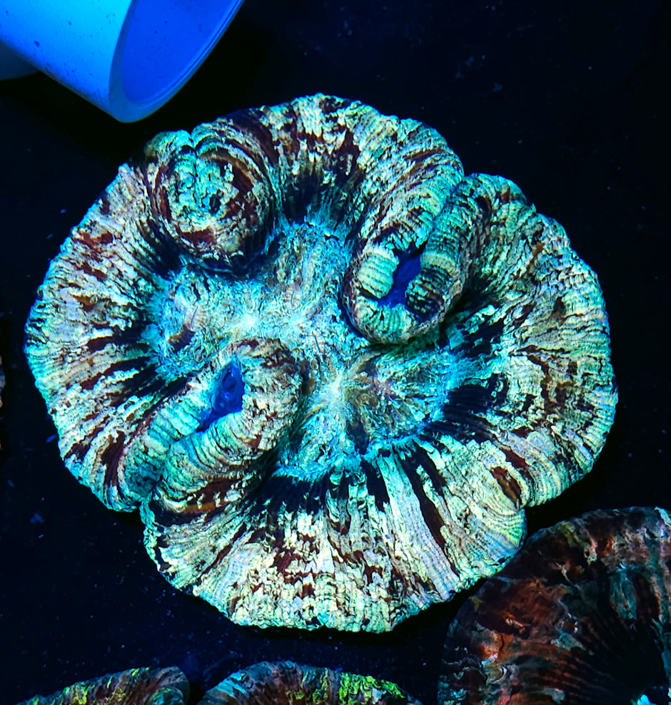 Rainbow Splatter Wellsophyllia