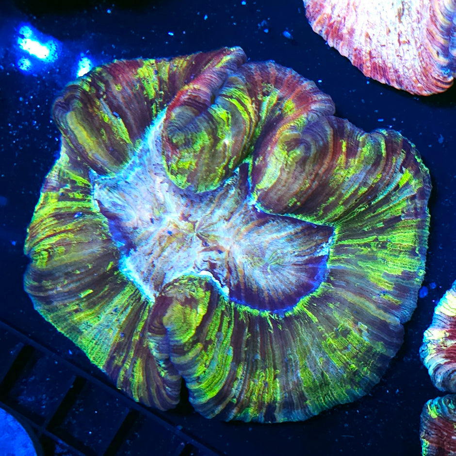 Epic Wellsophyllia