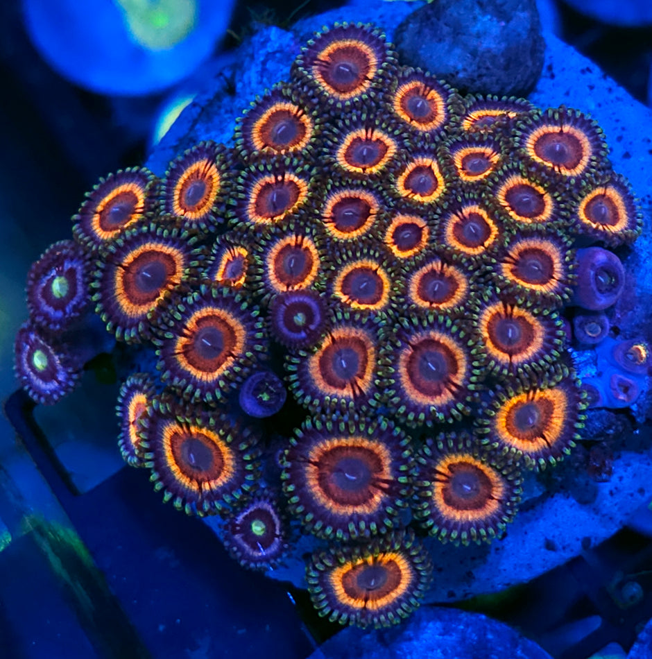 Solar Flare Zoa Colony