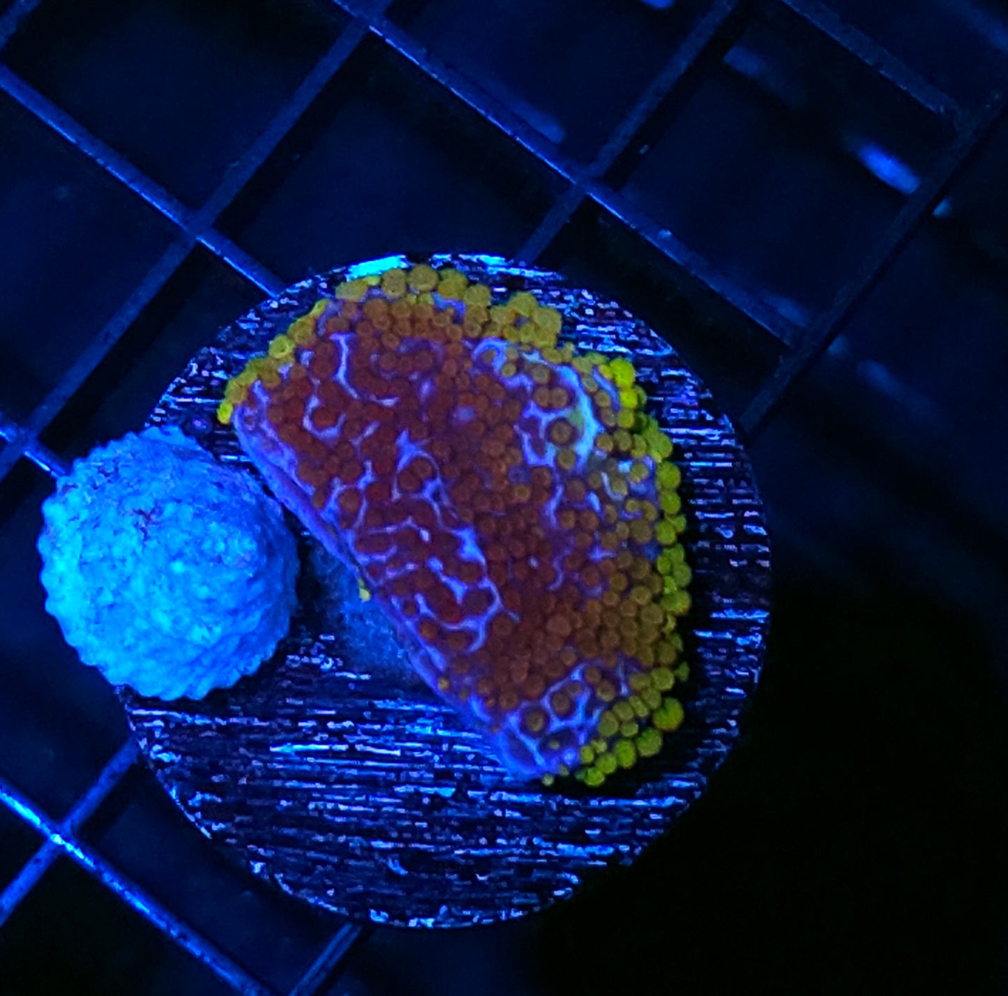 Berry Surprise Montipora