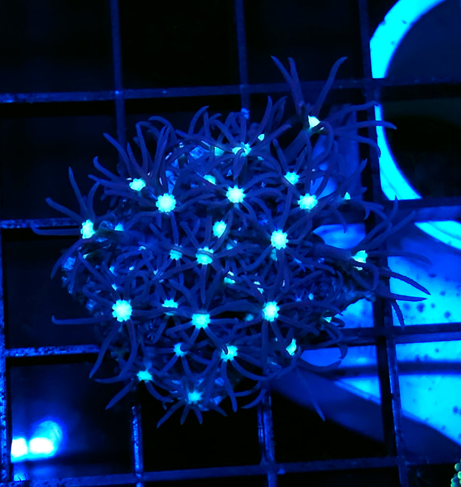 Alien Eye GSP