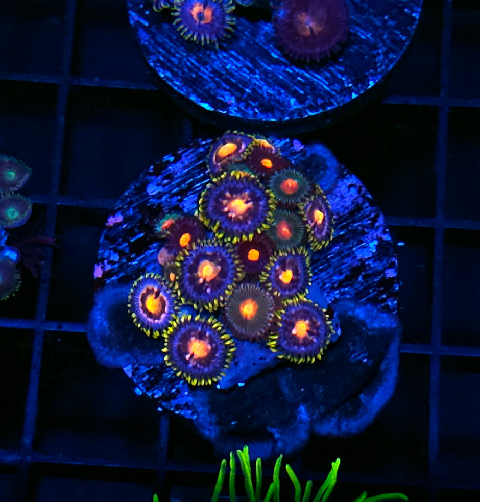 Invicta Zoas