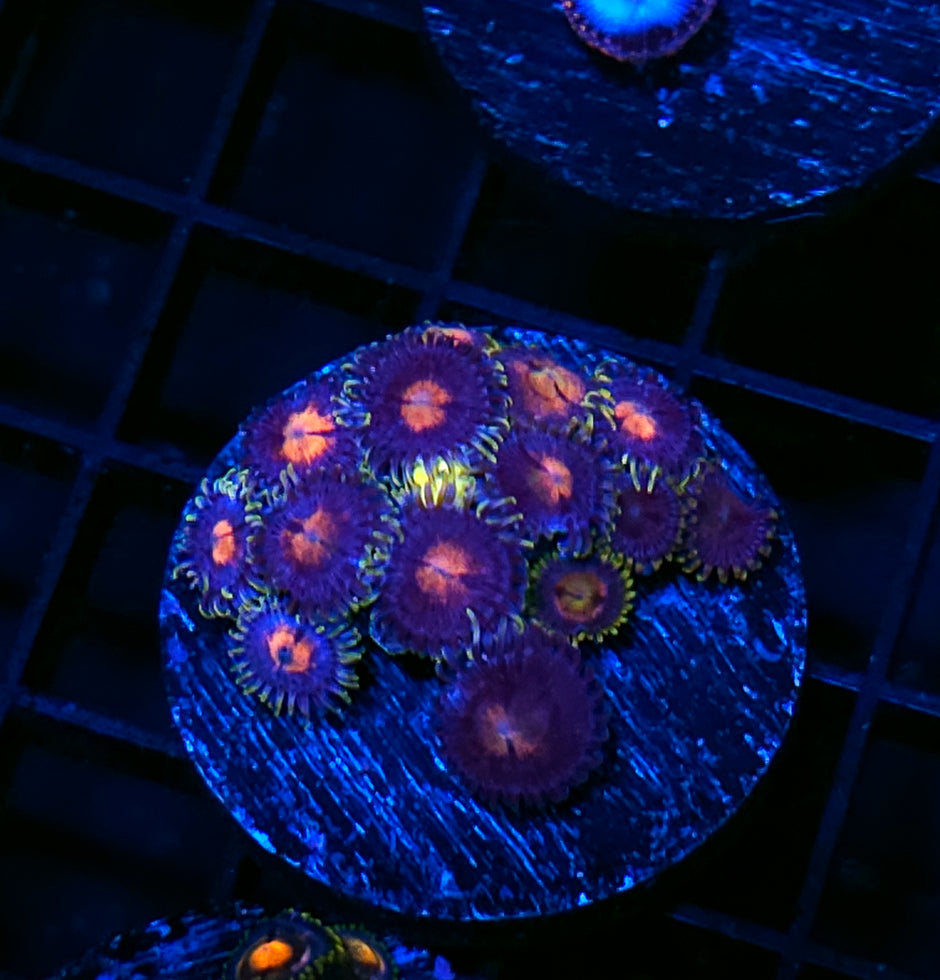 Lollipop Zoas