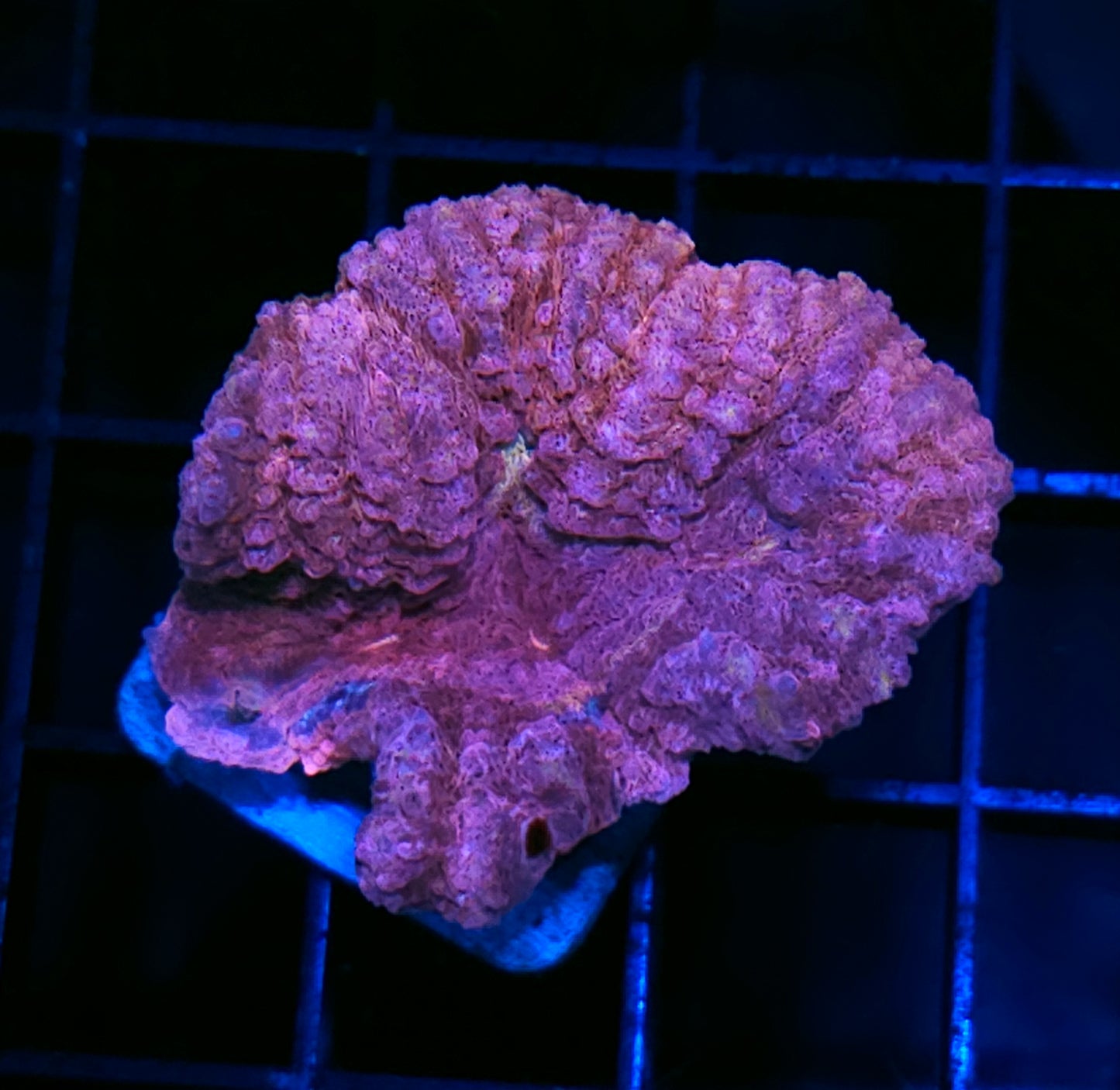Barbie Pink Lobophyllia