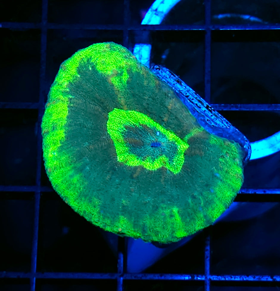 Serpent Eye Lobophyllia