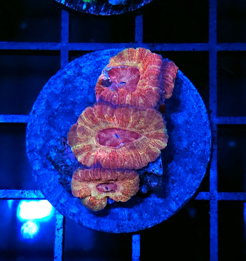 Grapefruit Goddess Asian Acan