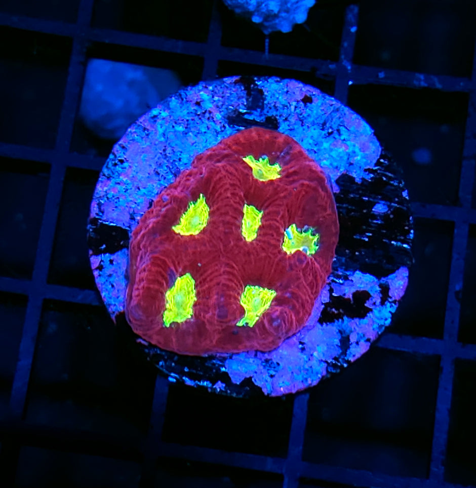 Tainted Blood Favia