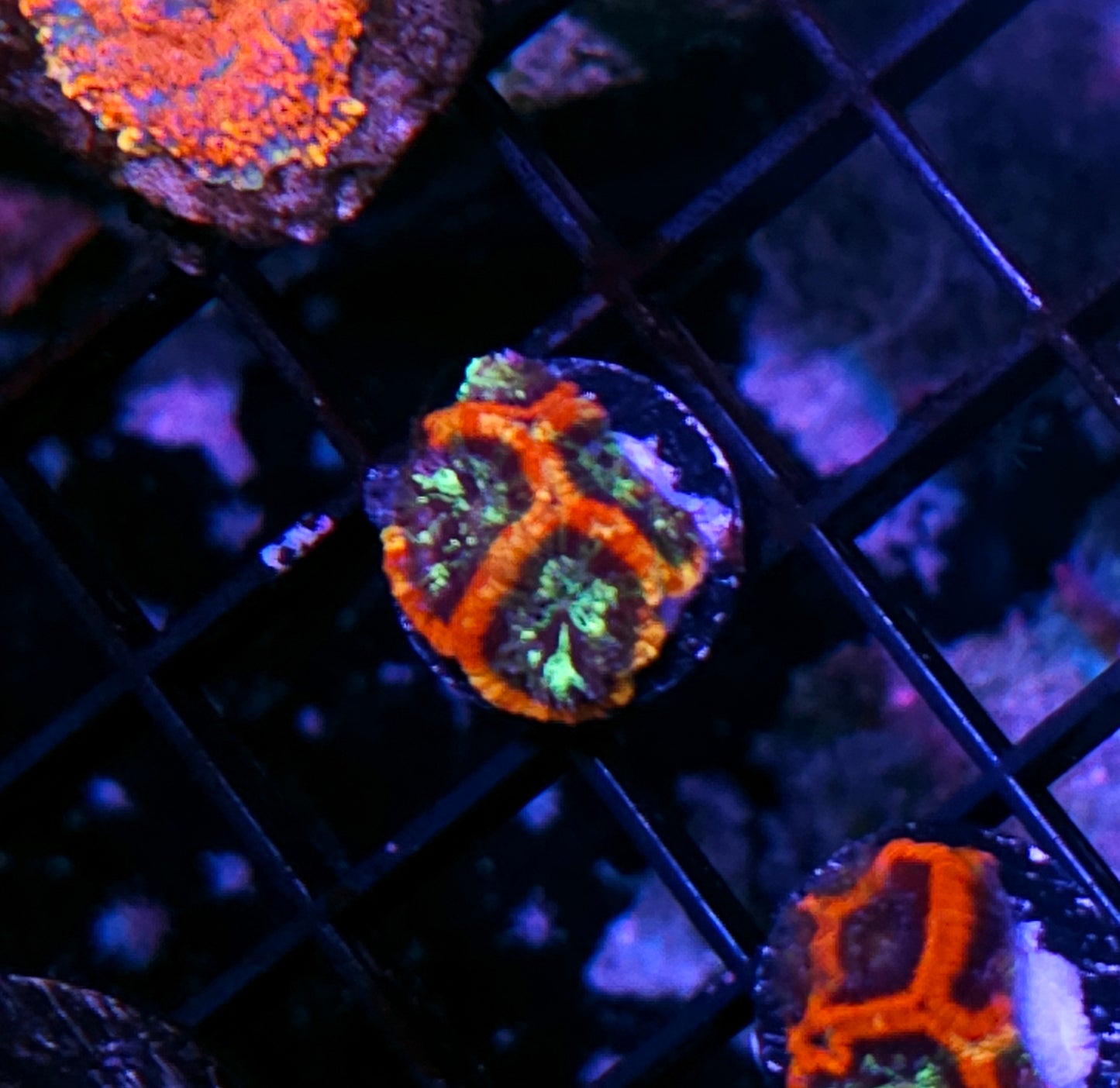 HF Steam Punk Micro Favia