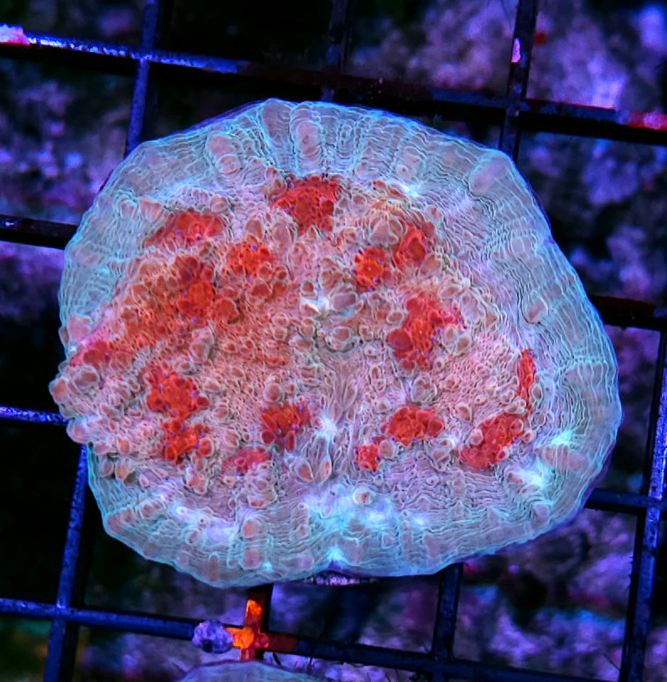 HF Night of the Living Dead Chalice Colony