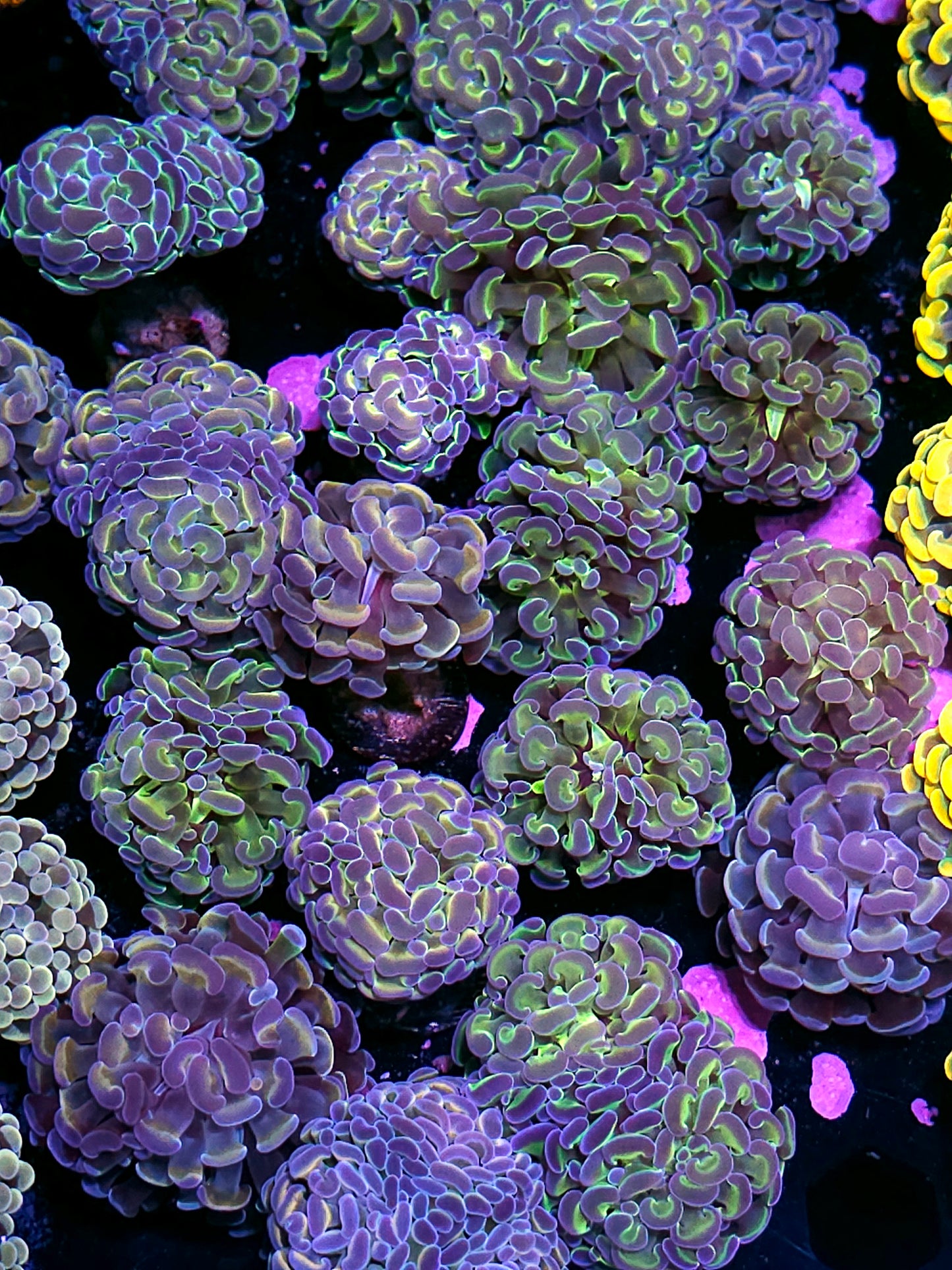 Our Pick Rainbow Hologram Branching Hammer NOT WYSIWYG