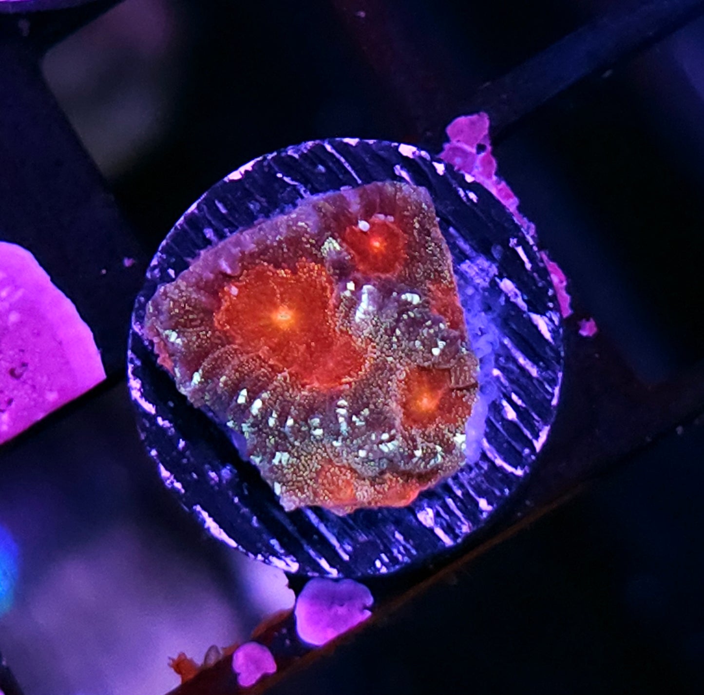 HF Ghouls Glitter Favia