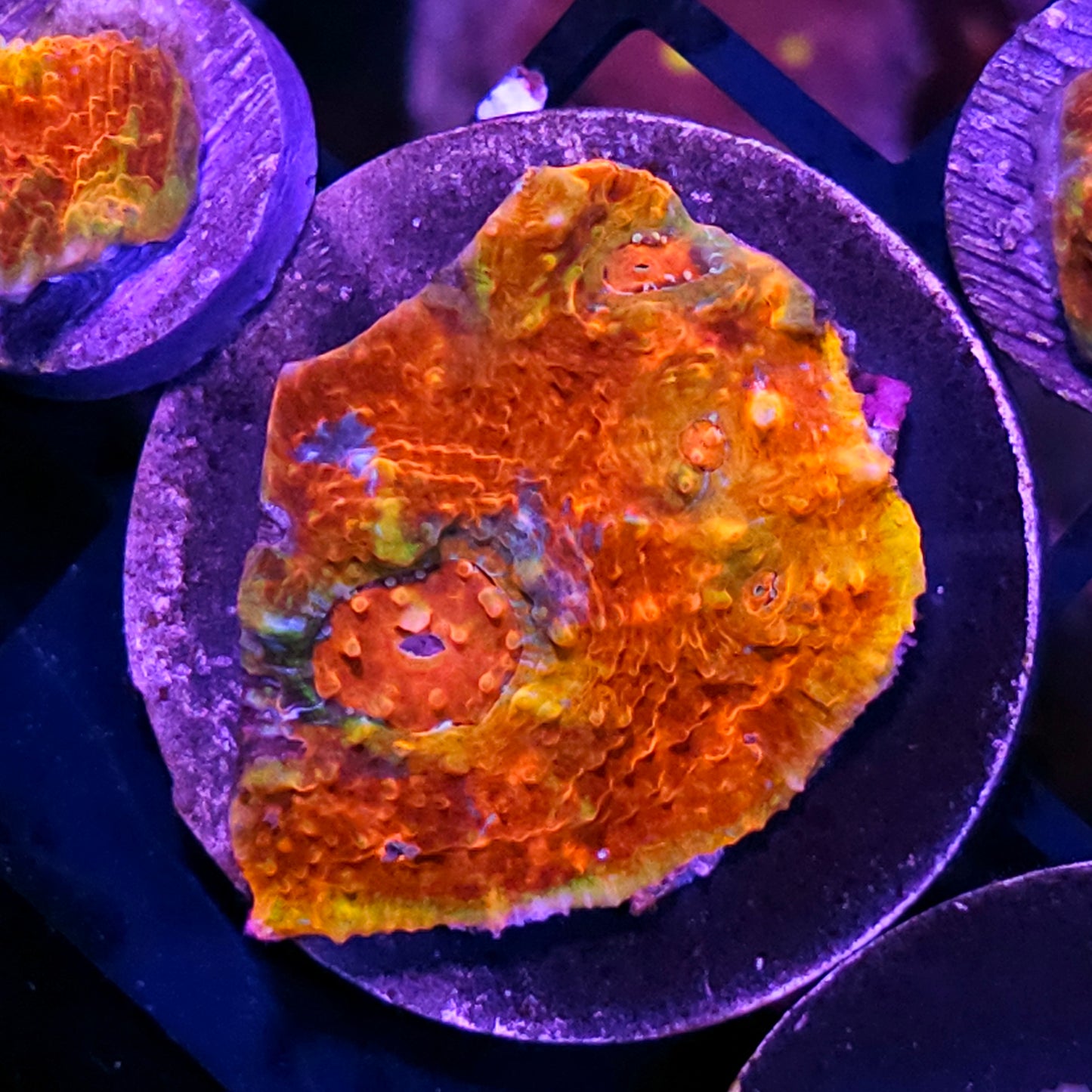 Flaming Ferrari Chalice Colony