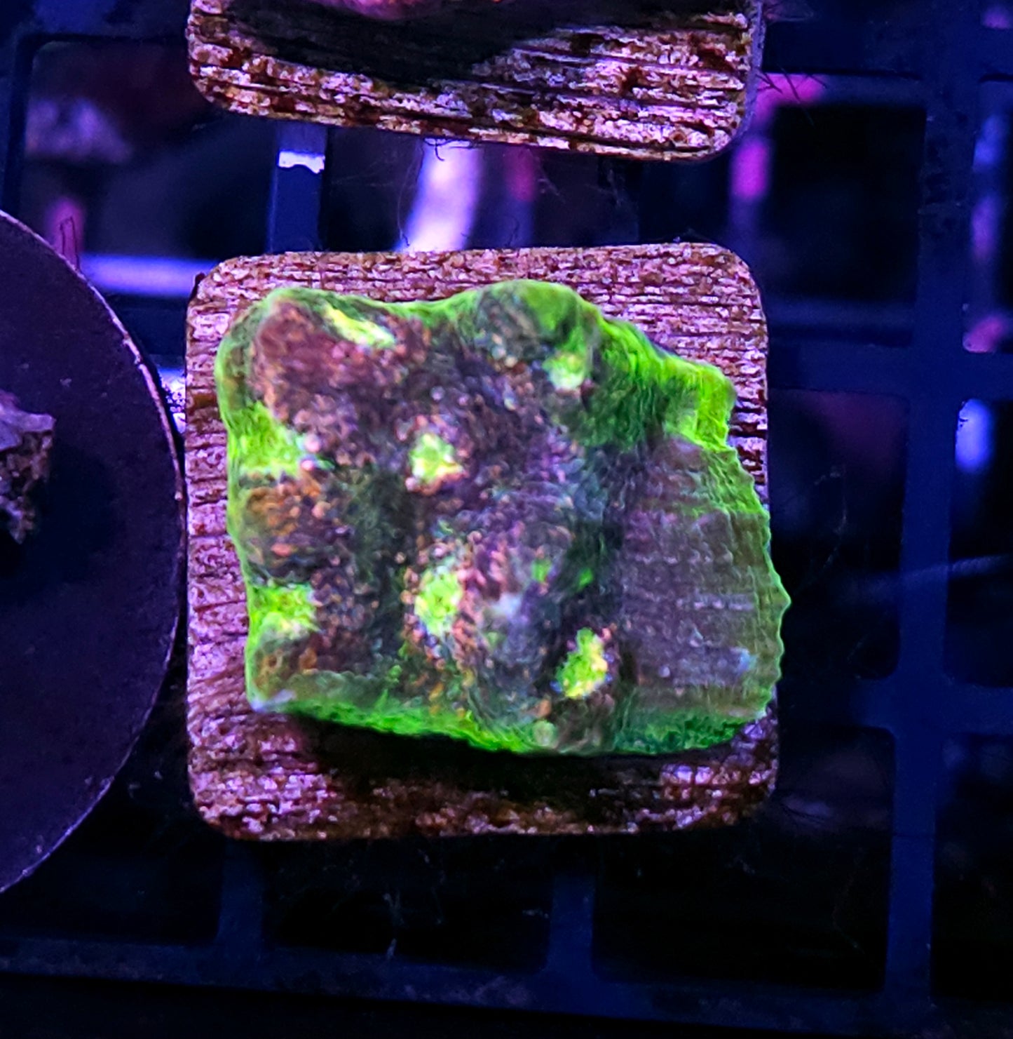 Subliminal Watermelon Chalice