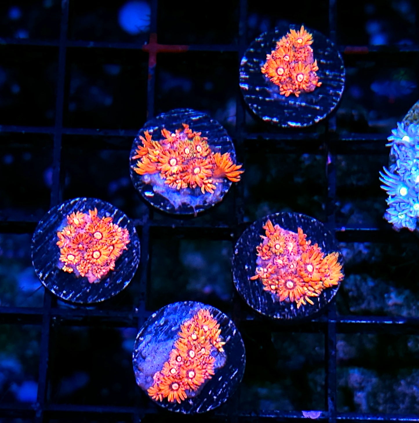 HF Charizard Goniopora RARE NOT WYSIWYG OUR PICK