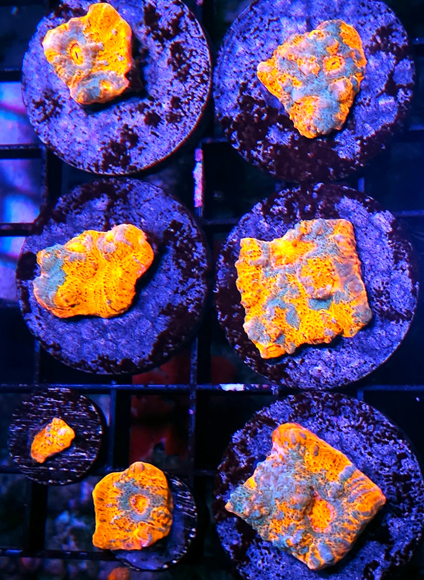 UC Unicorn Poop Chalice NOT WYSIWYG OUR PICK