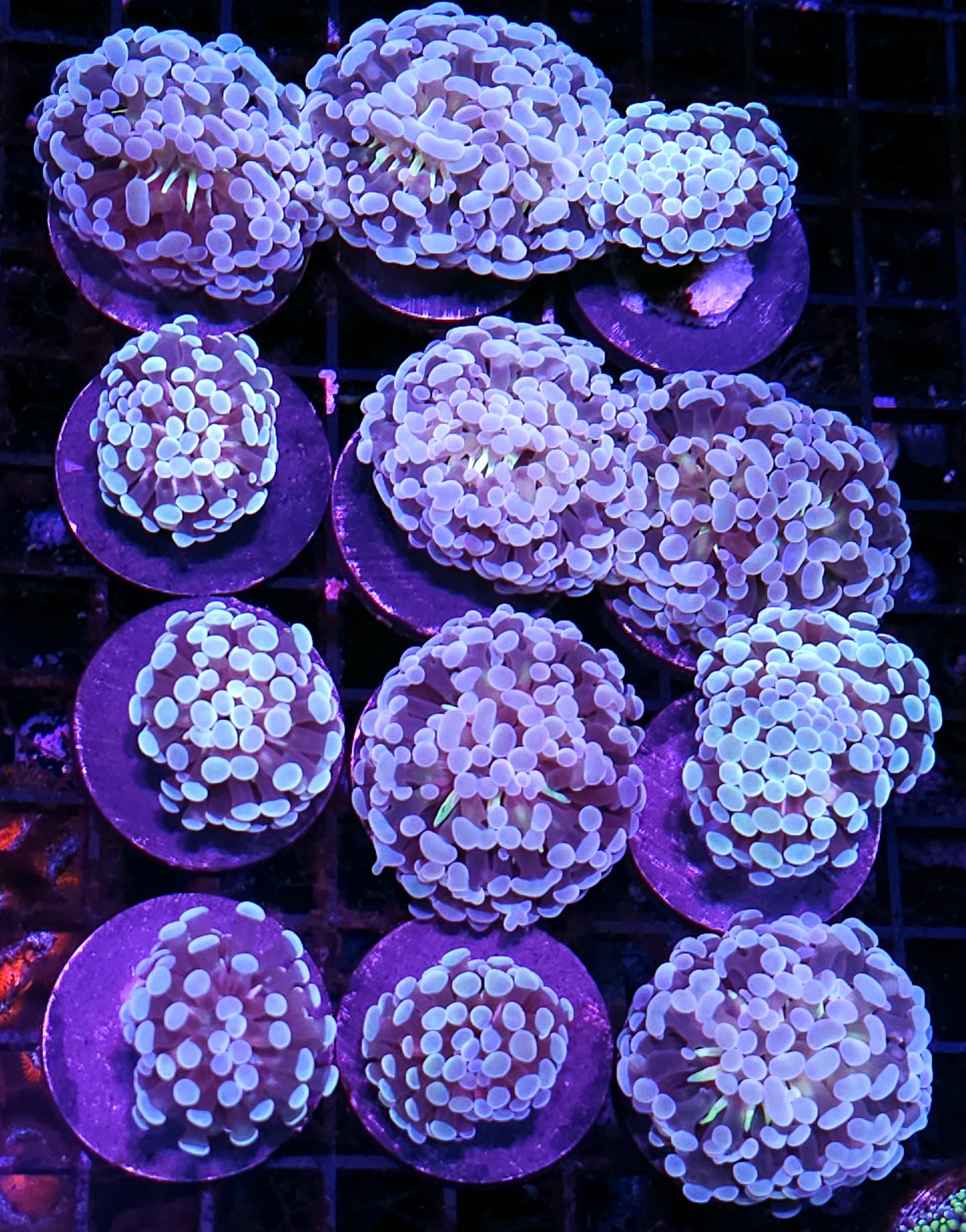 Elixir Froghammer Hybrid NOT WYSIWYG OUR PICK